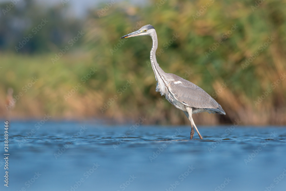 Fototapeta premium Grey heron (Ardea cinerea)
