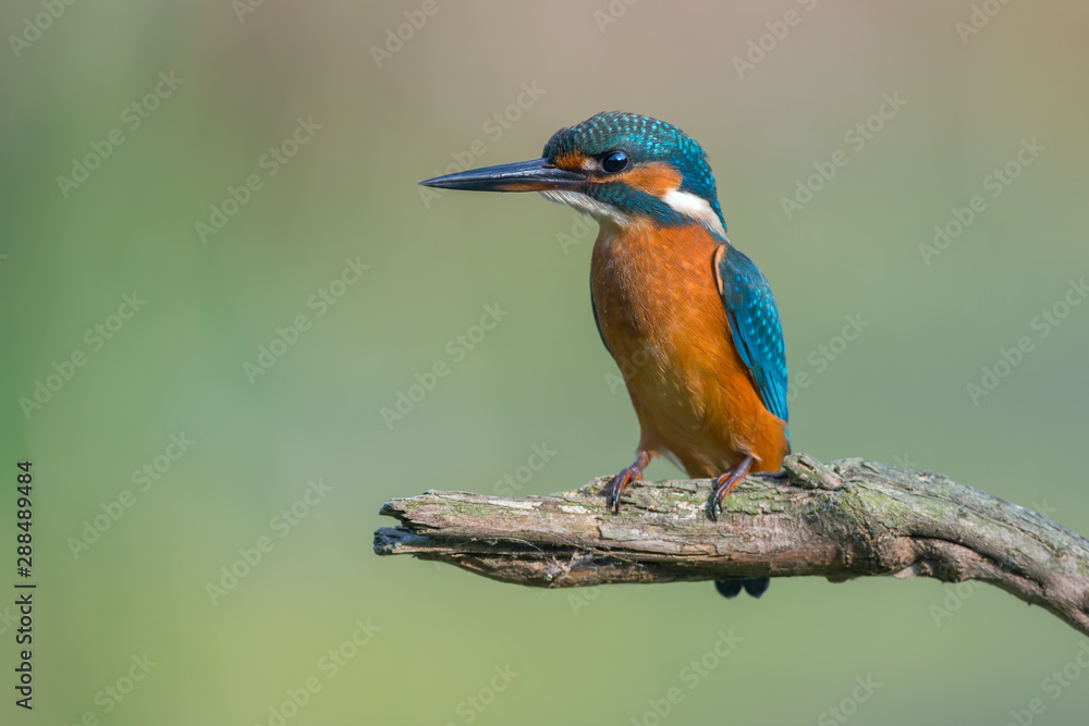Common Kingfisher (Alcedo atthis) Common Kingfisher (Alcedo atthis)