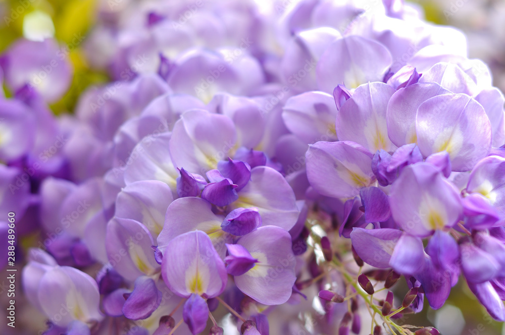 Wisteria blooming in the spring Wisteria blooming in the spring
