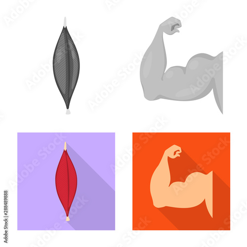 Vector illustration of fiber and muscular icon. Collection of fiber and body vector icon for stock.