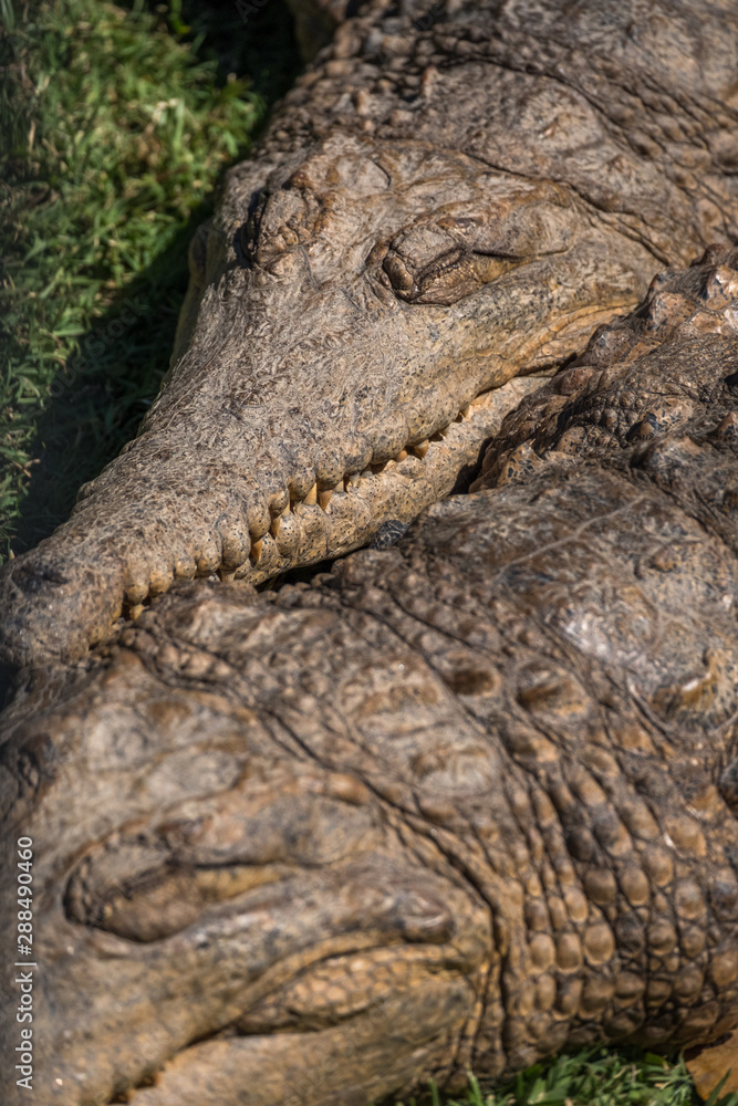 Fototapeta premium Saltwater crocs relaxing in the sun 