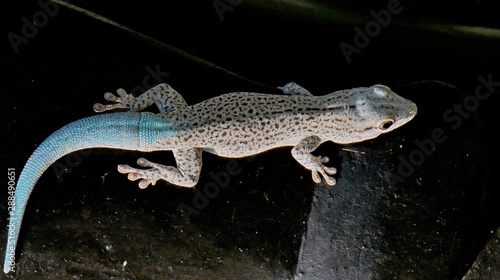 Gecko bleut      Madagascar 