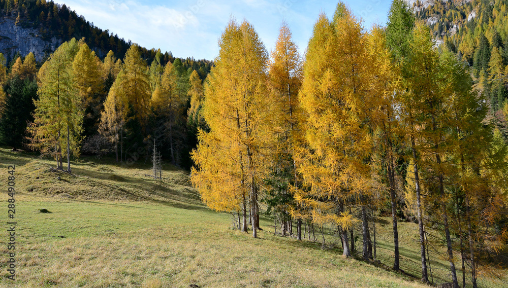 the yellowed larches of autumn