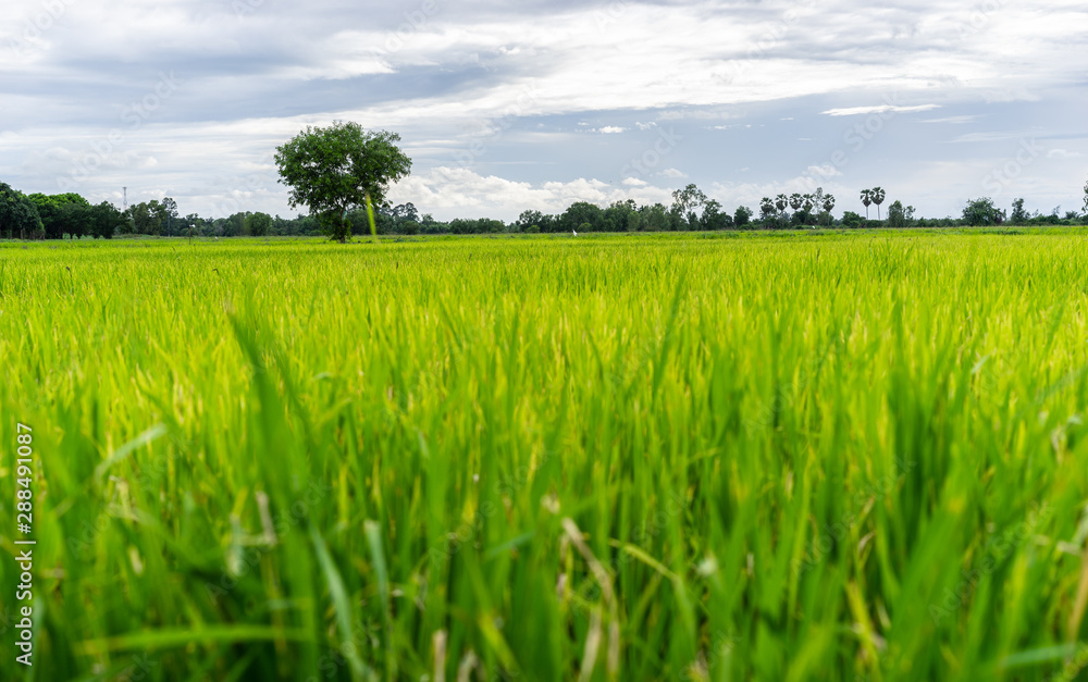 Tree in green field with rainclouds in countryside Tree in green field with rainclouds in countryside
