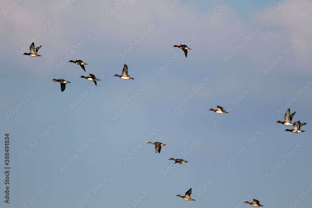 Ducks in Nin, Croatia