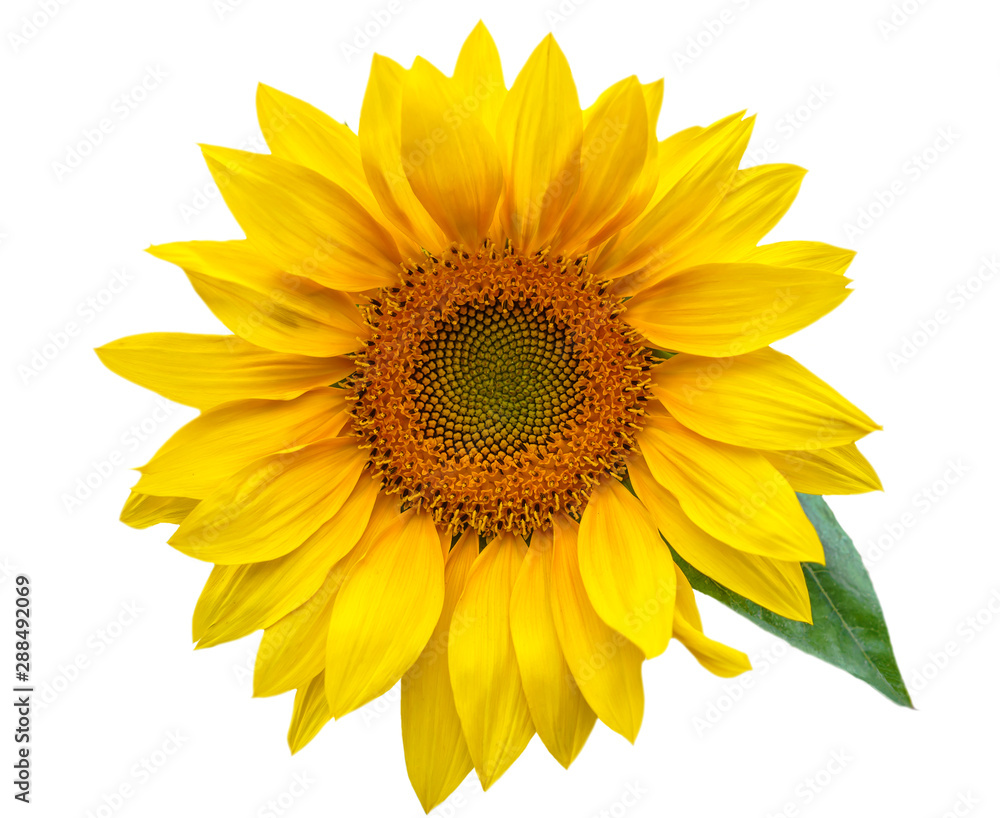 Flower of sunflower isolated on white background Flower of sunflower isolated on white background
