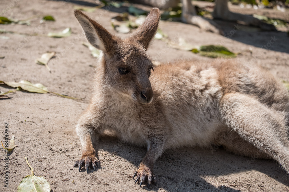 Joey kangaroo laying around 