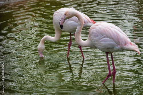 Pink Flamingos in captivity