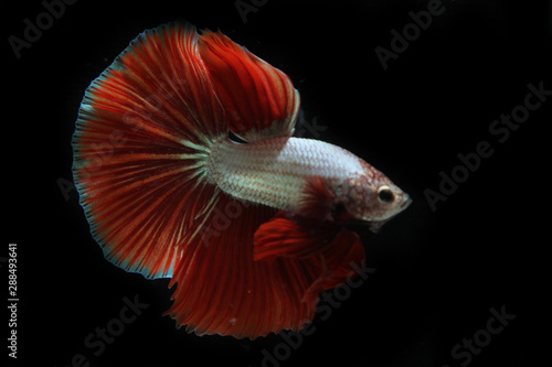 White-red fighting fish with black background