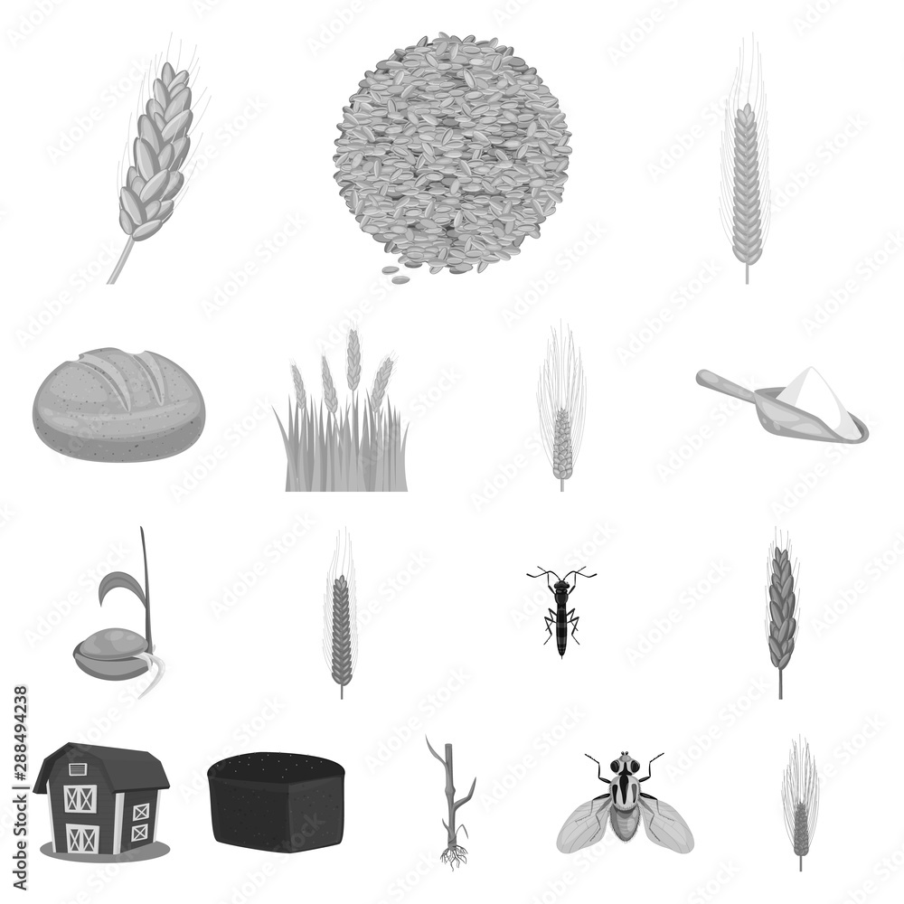 Vector design of rye and plant symbol. Set of rye and corn vector icon for stock. Vector design of rye and plant symbol. Set of rye and corn vector icon for stock.