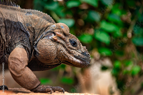 Rhinoceros iguana in captivity  close up