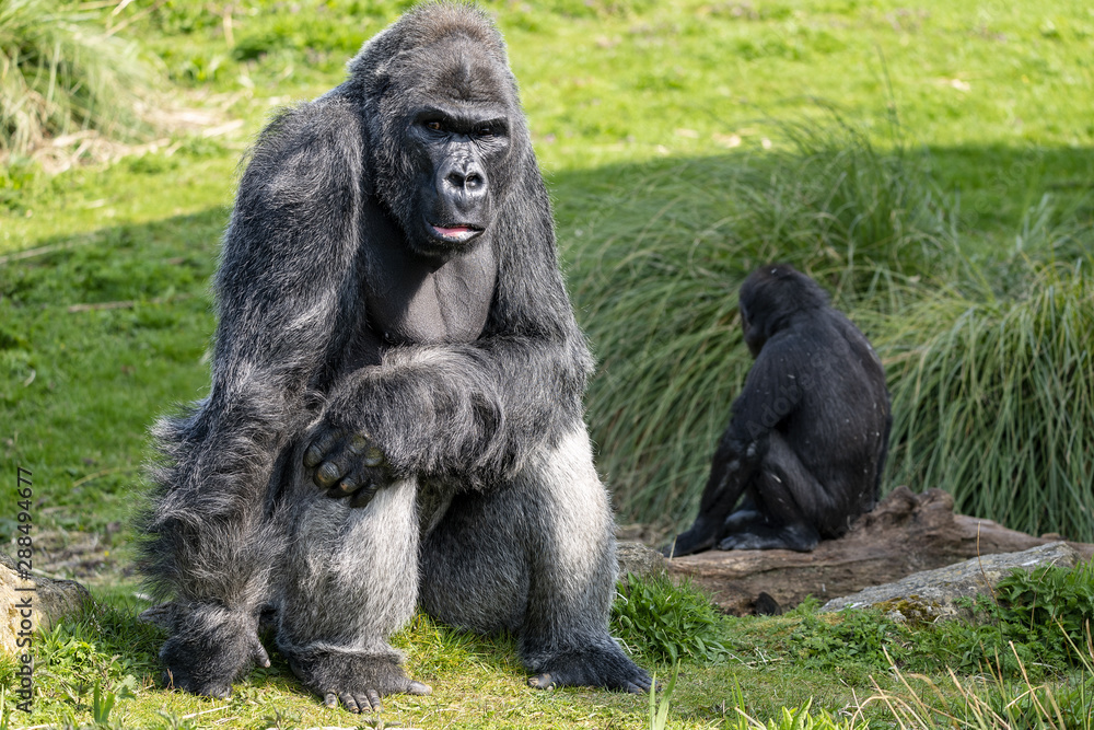 Male silver back Gorilla