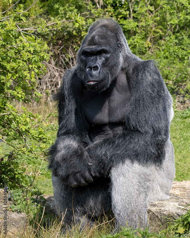 Naklejka premium Male silver back Gorilla