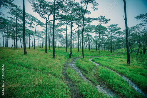 The traveler walks through green in pine forest at Phu soi Dao, Uttaradit, Thailand