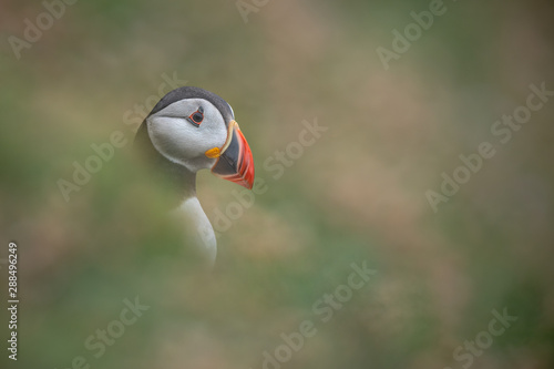 Atlantic puffin in Scotland