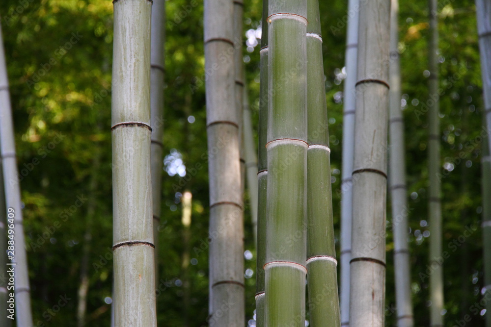 Naklejka premium 竹林143