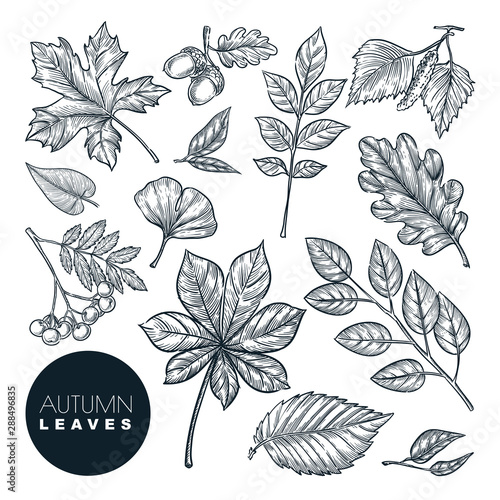 Autumn forest plants and leaves set, isolated on white background. Vector hand drawn sketch illustration
