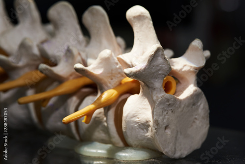 Fotografie Close-up view of artificial human lumbar spine model