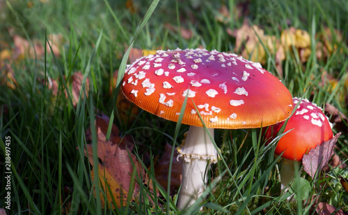Two mushroom on a background of grass and leaves