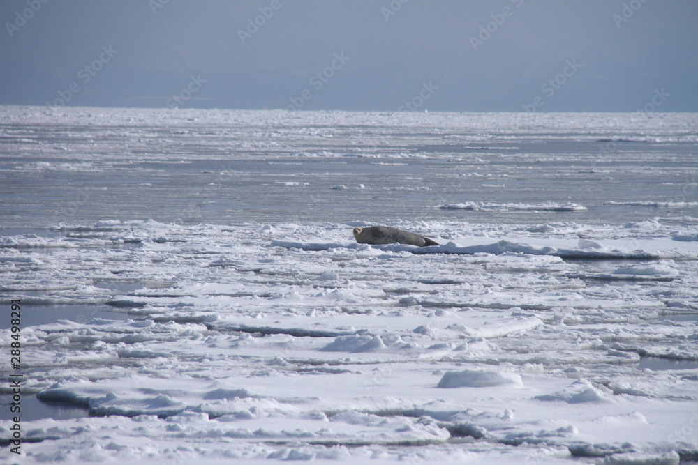 Obraz premium 流氷138