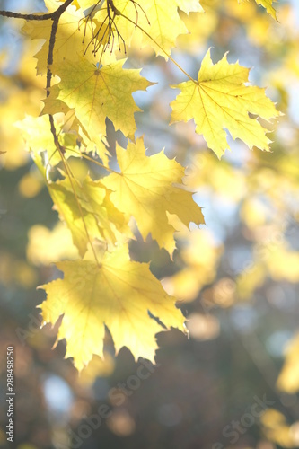 Maple leaves in autumn forest in sunny day 