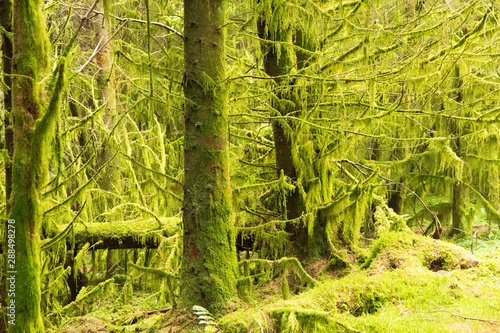 Lake District Grizedale forest woodland trees photo