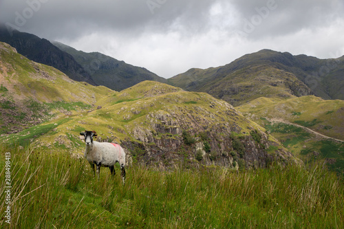 Lake district sheep in the mountains