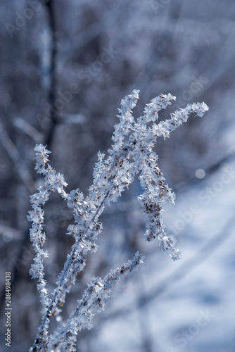 Branch ice covered on blurred natural background. Hoarfrost on dried flowers in backlight at sunny day. Macro shot © Alex Kiriuchkov
