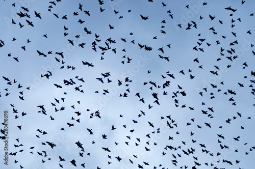 silhuette of a flock of birds under a blue sky and clouds