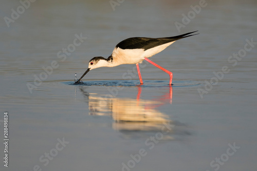 Black-winged stilt from Nin, Croatia