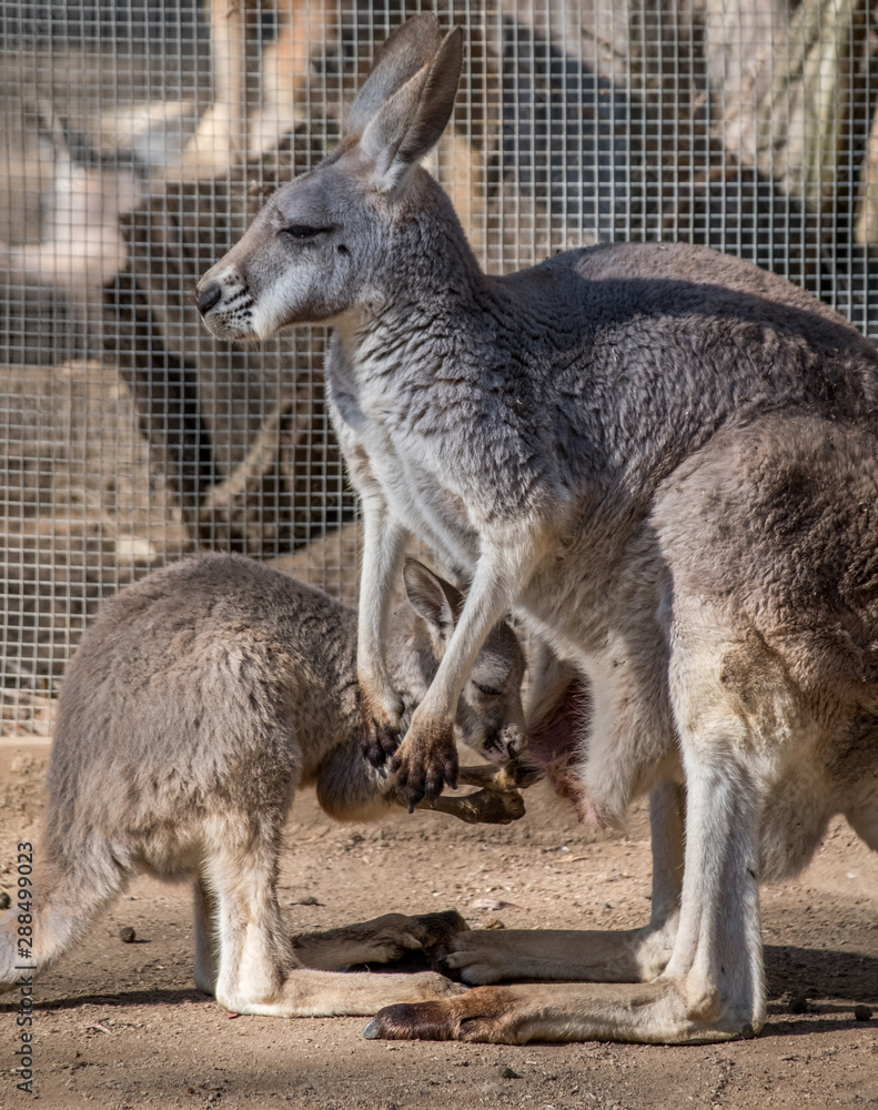 Fototapeta premium Baby Joey looking in mums pouch 