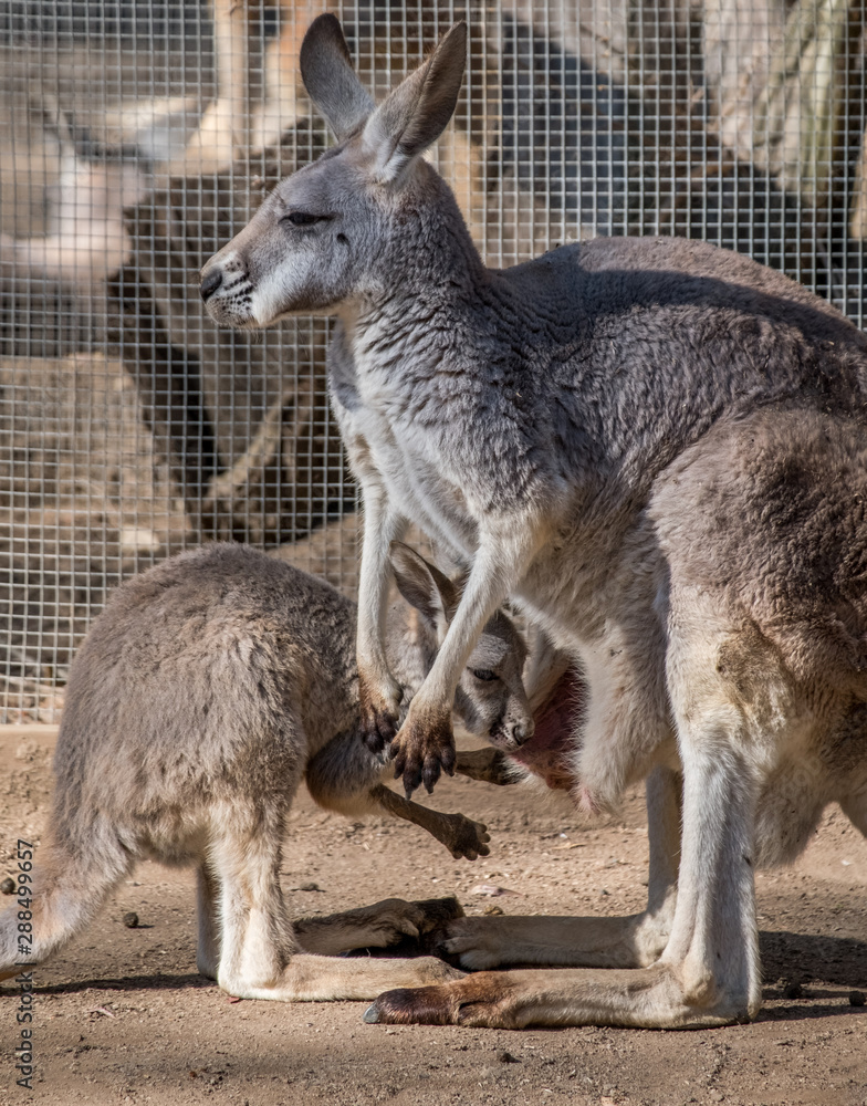 Fototapeta premium Mother and Joey