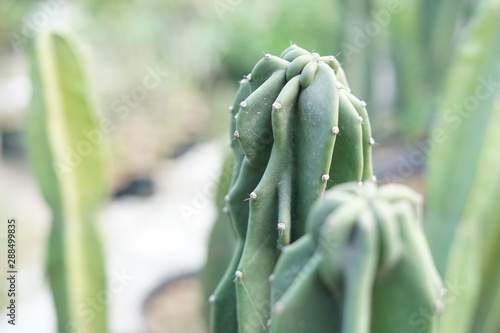 Bunch of San Pedro cactus green plant