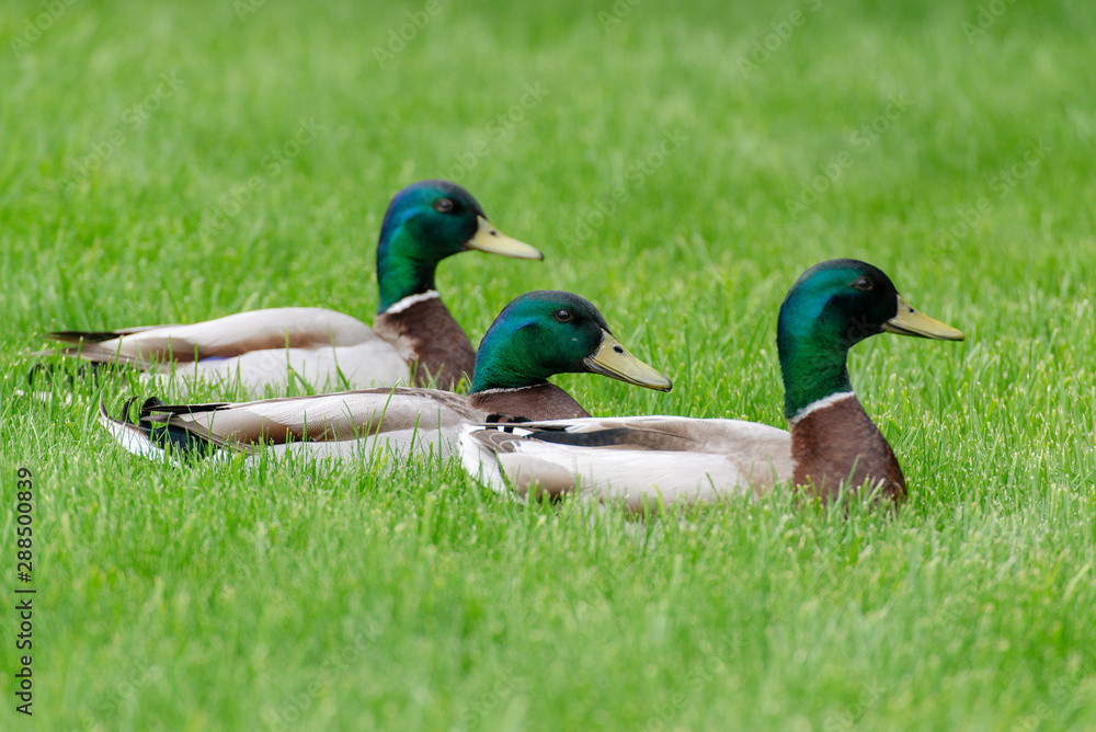 Obraz premium wild ducks at the pond