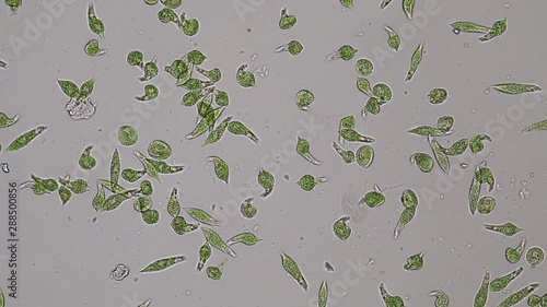 Euglena is a genus of single-celled flagellate Eukaryotes under microscopic view for education. photo