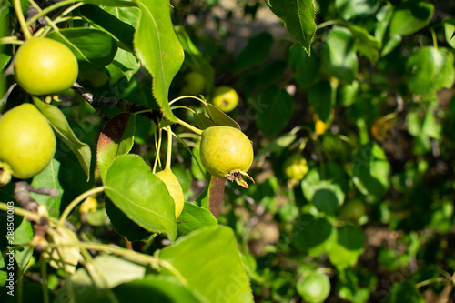 Young green Ussuri pears on a tree photo