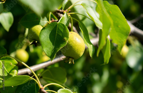 Young green Ussuri pear on a tree close-up