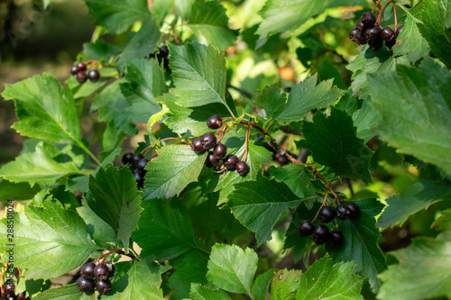 Ripe black hawthorn on a background of green leaves close-up. Crataegus nigra photo