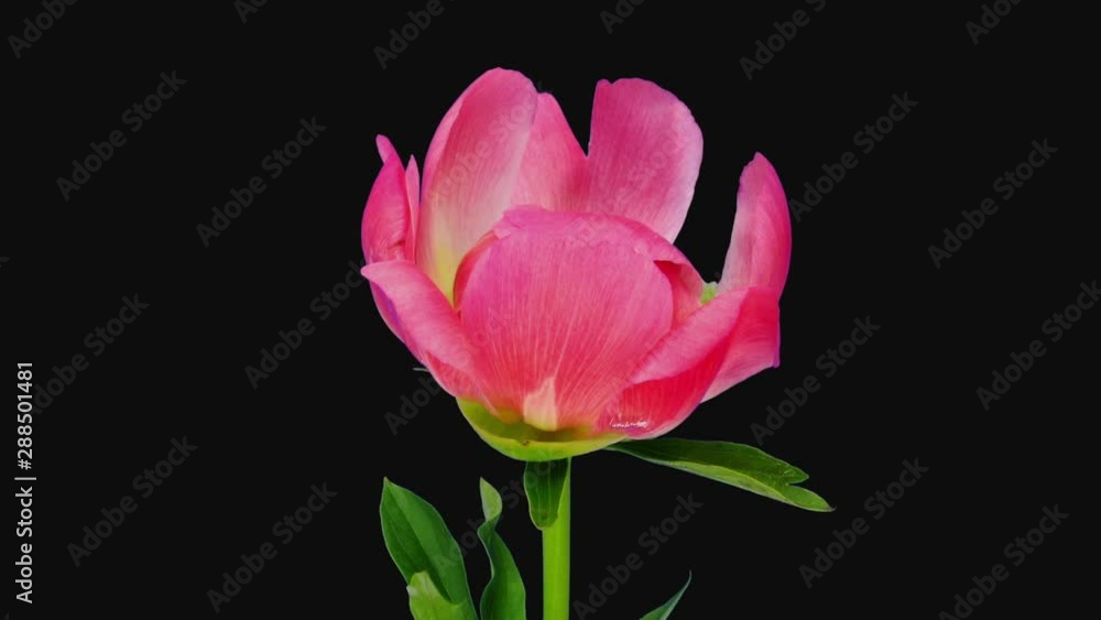 Time-lapse of opening coral peony (Paeonia) flower 3f3 in RGB + ALPHA matte format isolated on black background Time-lapse of opening coral peony (Paeonia) flower 3f3 in RGB + ALPHA matte format isolated on black background