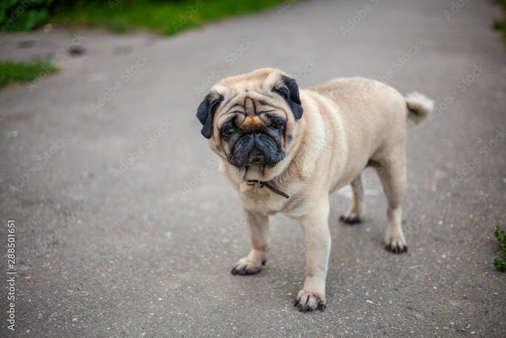 A pug dog is standing on the pavement. Walk with the dog during the day.