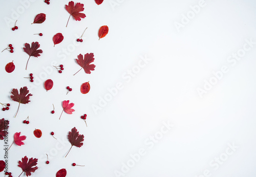 Autumn composition. The pattern is made of red leaves and berries of hawthorn on a white background.