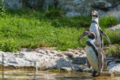 Humboldt penguins enjoying the sun on a rock by the sea