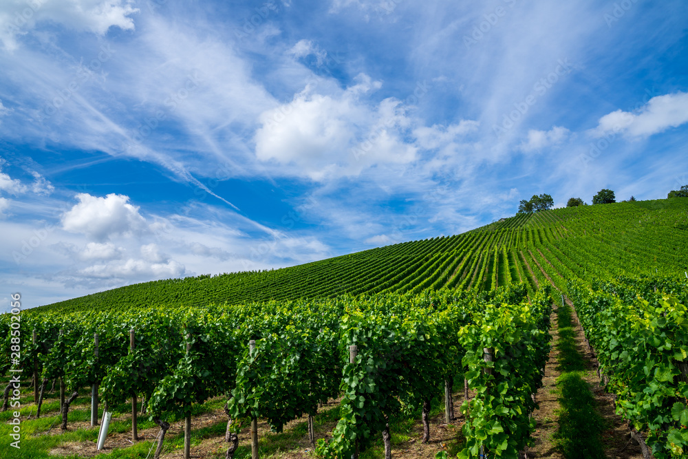 Germany, Beautiful green vineyard with healthy plants growing perfect wine in autumn with blue sky