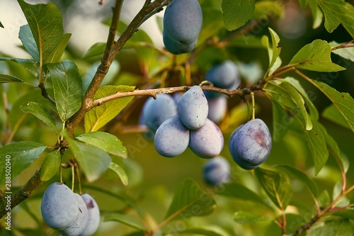 Plums on a tree, getting ripe photo