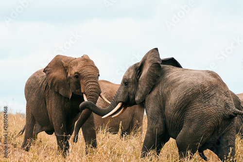 Two elephant fighting.