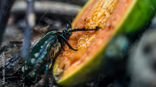 Beetle on Fruit