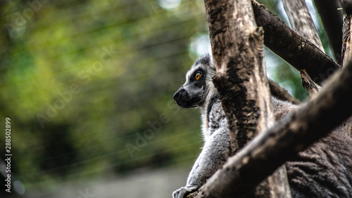 Lemur on Tree