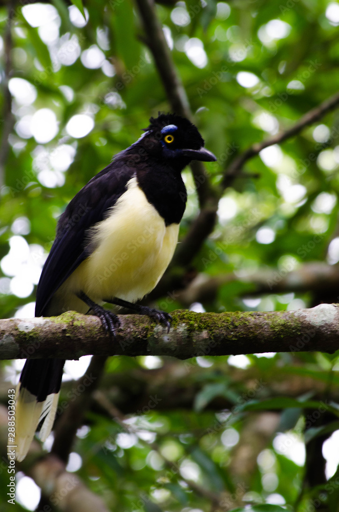 Fototapeta premium Black and yellow bird Iguazu waterfalls