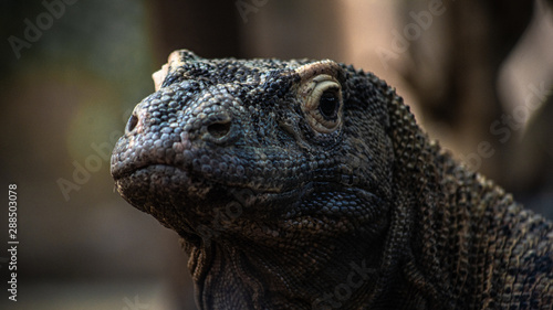 Iguana Smiling Close Up
