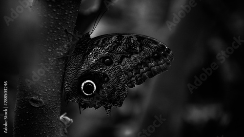 Butterfly on Tree 